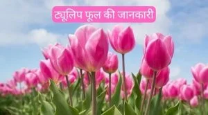 tulip flower in hindi