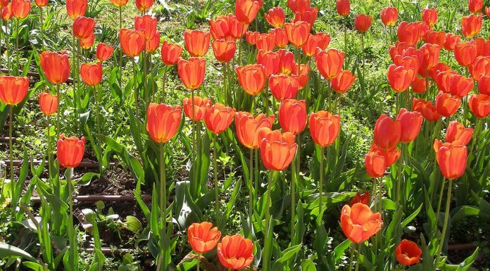 tulip flower in hindi